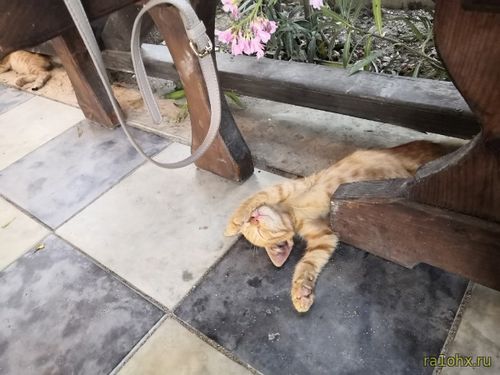 кот устал от жары