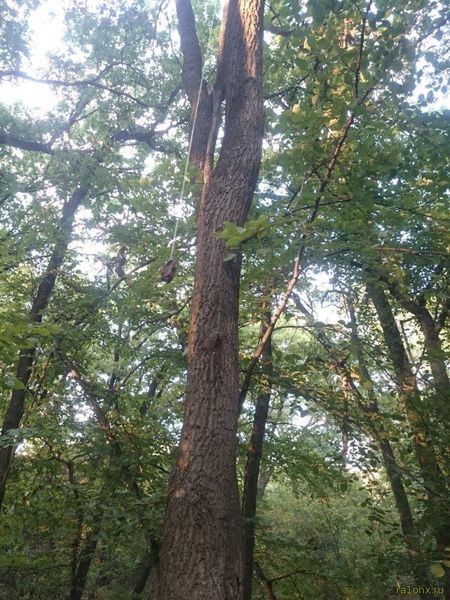 Кв антенна на дереве